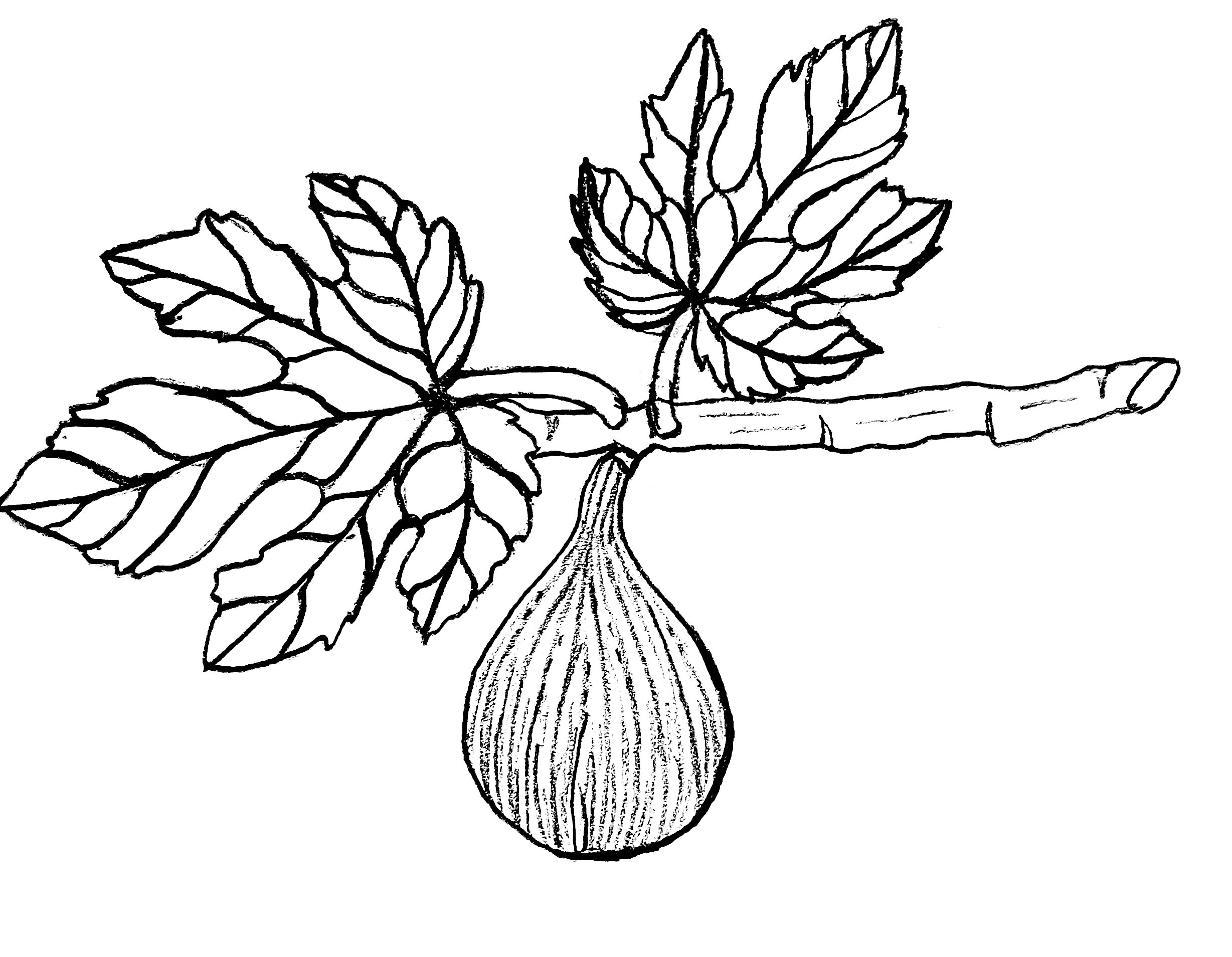 Fig Drawing